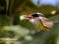 Brazil - Pantanal